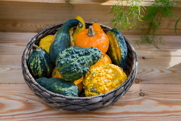 An unusual large orange pumpkin in the backyard of a farm
