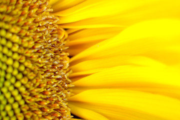 sunflower details - 170984279