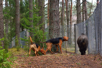 Two hunting dogs
