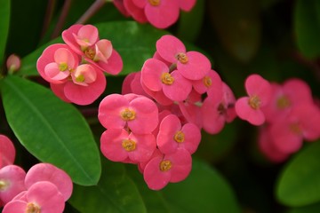 fiori rosa di euphorbia