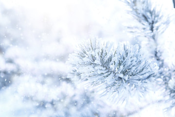 Frozen branch of pine covered with snow