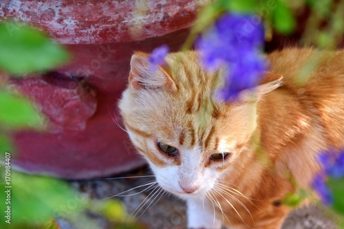 Gatto Rosso E Vaso Di Fiori Stock Photo And Royalty Free Images On