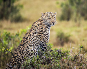 Young male leopard sitting amongst low vegetation, staring intently into distance. Maasai Mara, Africa.  Panthera pardus Bokeh background of habitat - grasses, trees, shrubs.