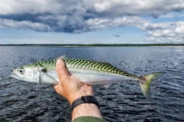 Selbstklebende Fototapeten Fresh caught mackerel in anglers hand © Piotr Wawrzyniuk