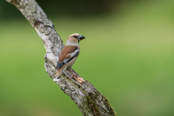 Hawfinch, Coccothraustes coccothraustes