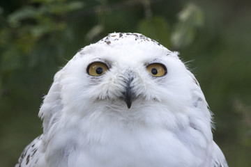 snowy owl, Bubo scandiacus
