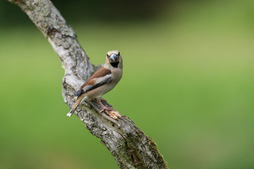 Hawfinch, Coccothraustes coccothraustes