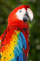 Macaw - Playacar, Mexico