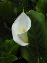 arum