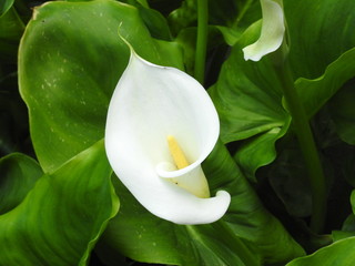 arum