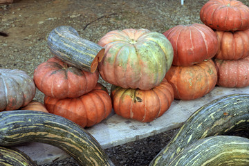 Pumpkins of various types