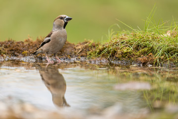 Hawfinch, Coccothraustes coccothraustes