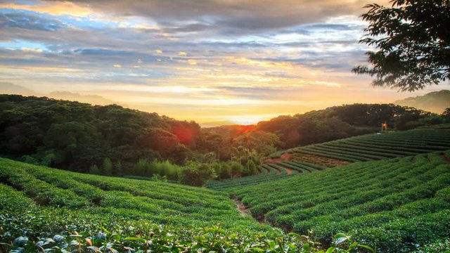 time lapse of tea garden sunset with nice background color, Taiwan
