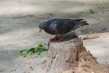 Fototapeta premium Dove sits on a stump in the city park. Birds