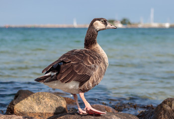 sea goose Timmendorfer Strand