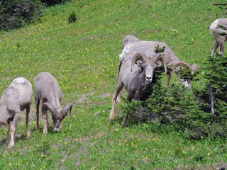 Big horn rams amongst the glacier lilies at Logan Pass in Glacier National Park Montana 