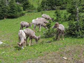 Big horn rams amongst the glacier lilies at Logan Pass in Glacier National Park Montana 