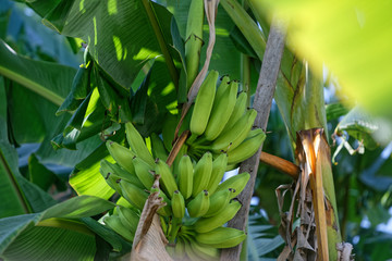 Régime de bananes en maturation en Guyane française