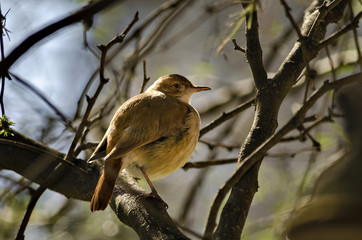 Brown bird