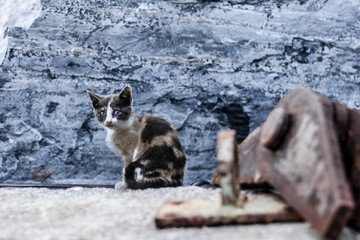 Cat sitting on the rocks High contrast picture