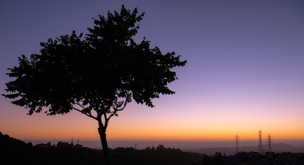 Fototapeta na wymiar Tree Silhouette