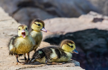 Baby Ducklings by the pond