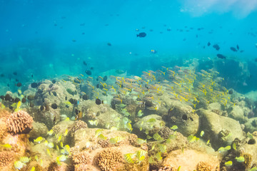Tropical Fish