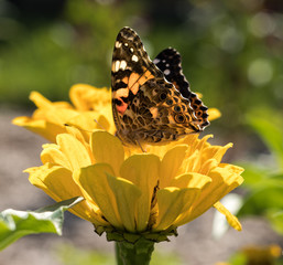 Butterfly on Yellow Flower