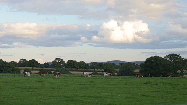 Rural landscape with organic cows grazing in the distance on a green grass meadow, Tarvin, Cheshire, England, UK. Overcast sky with mountains and hills in background.