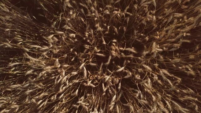 AERIAL 4K: Wheat Field at Sunrise, Top View. Drone shot: Ears of wheat swaying at the wind at sunny morning. Harvest and Crop concept. Close up Flight over peaceful cinematic field