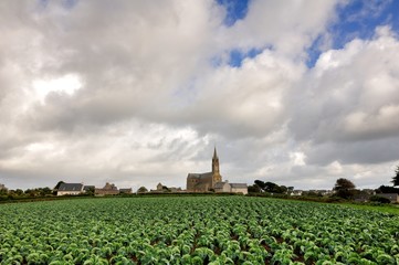 Fototapeta na wymiar Culture de choux fleurs en Bretagne à Plougrescant