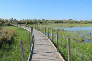 Fototapeta premium La Camargue, France