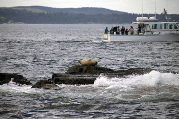 Fototapeta premium Tourists on a Boat Looking at Seals Laying on Rocks