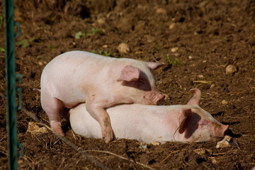 Three cute piglets walking and playing on grass © Kirill