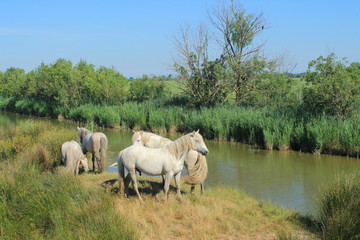 Fototapeta premium Chevaux de Camargue, France
