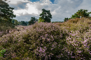 View over a heathland field in full bloom in Holland