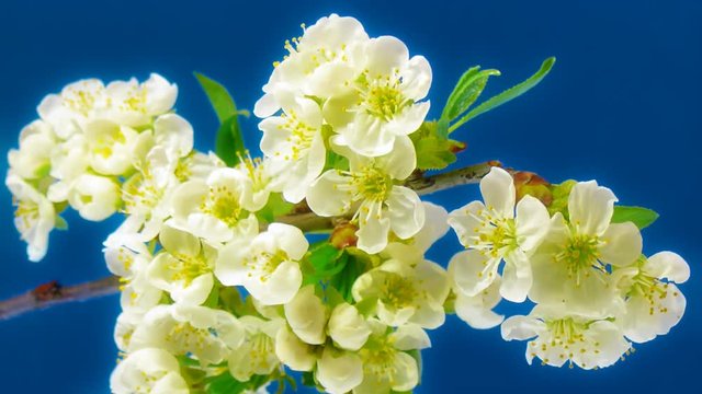 Timelapse tree branch with opening flowers on blue background. FullHD 1080p.