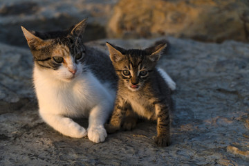Cute Kitten with Beautiful Mom are Sitting On A Rock