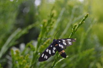 white spotted moth on tree branch