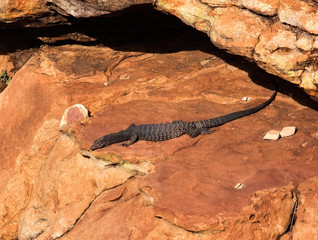 Kings Canyon red cente lizard sunning on a rock australia