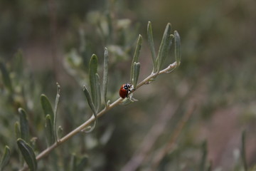 Lady bug on a stem 2