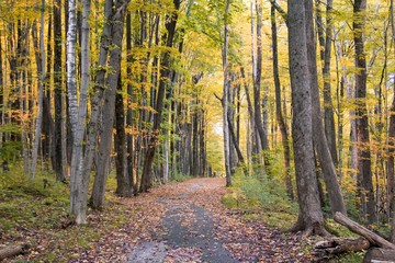 A walk into the woods