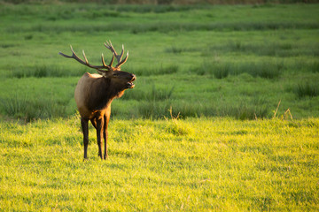 Herd of Elk in Oregon