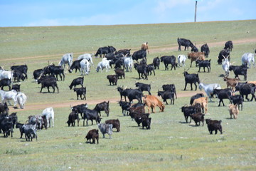 A herd of yaks in the steppes near the Sayan mountains around lake Hovsgol, Mongolia in August 2017