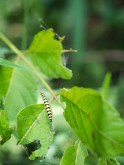 Caterpillar Prepared to Be a Web