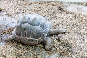 Obraz premium Turtle in earth