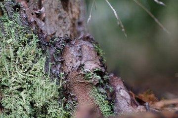 Trompetenflechten auf Baumrinde