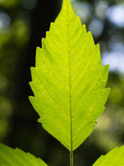 The Texture of The Leaf
