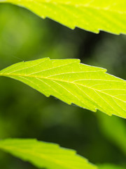 Sort of The Texture of The Leaf