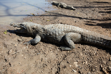 sacred crocodile, Burkina Faso